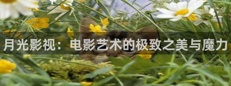 麥田影視下載：月光影視：電影藝術的極致之美與魔力